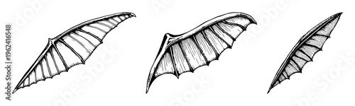 Pterodactyl wing set with hand‑drawn scientific illustration featuring fossil, wing, paleontology with vintage etching and white background