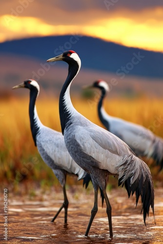 Elegant cranes wading through golden marshlands at sunset