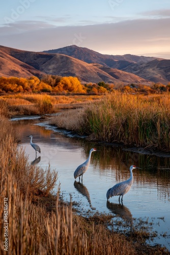 Elegant cranes wading in a serene wetland at sunset