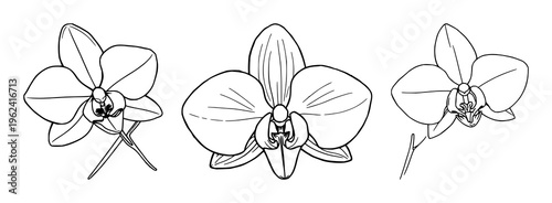 Fine line art of a vanilla orchid with pod, botanical spice aesthetic, elegant thin lines, white background. set with simple line art design featuring sketches, drawings, vector graphics with minim...