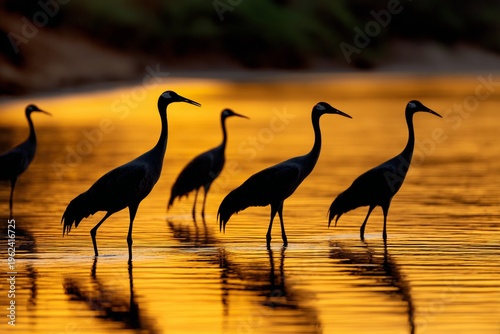 Cranes walking gracefully at sunset by the river
