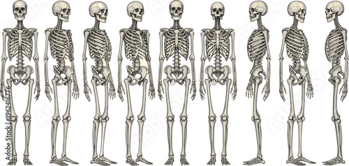 Human skeleton anatomy vector illustration showing full body rotation with front side back and three quarter views for medical education.