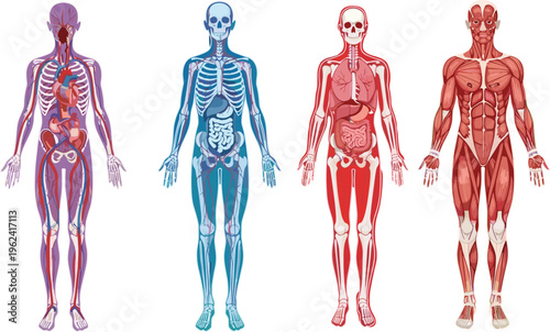 Detailed human anatomy vector illustration showing circulatory skeletal digestive and muscular systems for medical education science biology and healthcare professional use.