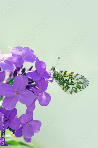 Butterfly on wild purple flowers in rays of sunlight.