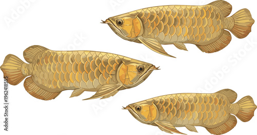 Golden Arowana Fish in Different Poses, Detailed Vector Illustration of Exotic Freshwater Fish with Scales and Vibrant Color for Aquarium and Wildlife Themes
