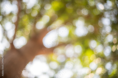 Sunlight Filtering Through Green Leaves, Abstract Nature Background with Soft Focus Bokeh and Natural Light Effects.