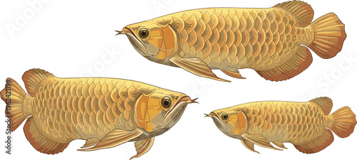 Golden Arowana Fish in Different Sizes, Detailed Vector Illustration of Exotic Freshwater Fish for Aquarium and Wildlife Designs