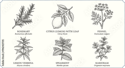 Herbs and plants illustrations with botanical names  rosemary lemon fennel verbena spearmint marjoram