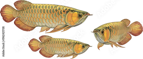 Golden Arowana Fish with Orange-Tinted Fins, Detailed Vector Illustration of Exotic Freshwater Fish in Different Sizes, Perfect for Aquarium and Wildlife Designs