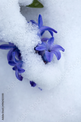 Close up of a purple hyacinth in the snow.Spring background.