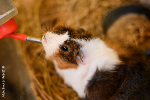 Close-up of guinea pig drinking from water bottle, with straw underfoot. Concept of animal shelter, caring, and attentive. Guinea pig quenches its thirst on hot day. Cavia porcellus