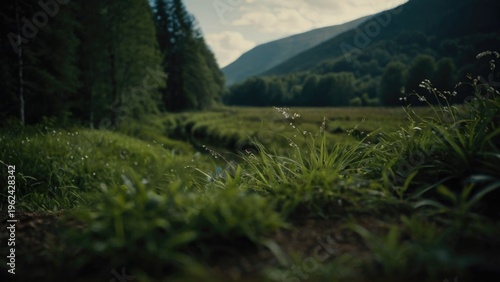 A serene river flows gently through a lush green forest with tall trees and undergrowth