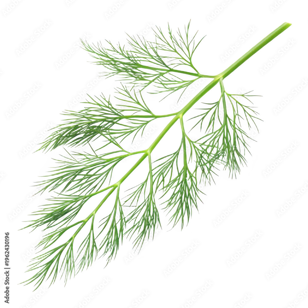 Fototapeta premium A closeup of a green pine branch with needles serves as an isolated evergreen twig for festive Christmas holiday decoration and winter forest nature celebration