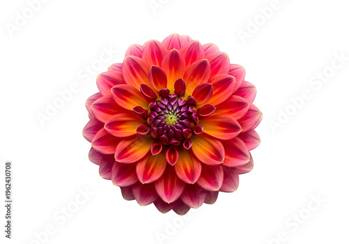 Vibrant pink and orange dahlia flower with yellow center blooming petals on PNG format transparent background floral beauty