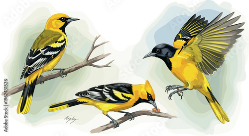 Three Hooded Orioles in Different Poses, One Eating a Berry, Vector Illustration of Bright Yellow Birds on Branches for Nature and Wildlife Designs