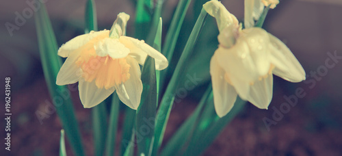 White double daffodil flowers in sunlight.