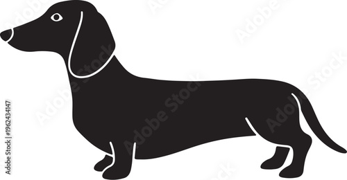 Black and white dachshund dog standing upright pose vector illustration