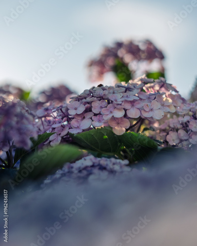 Lila Blühender Rhododendron