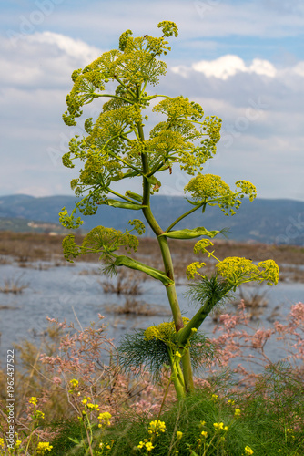 Tall Giant Fennel Ferula Co...
