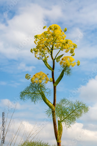 Tall Giant Fennel Ferula Co...