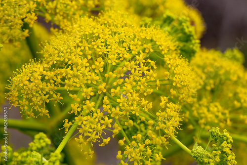 Tall Giant Fennel Ferula Co...