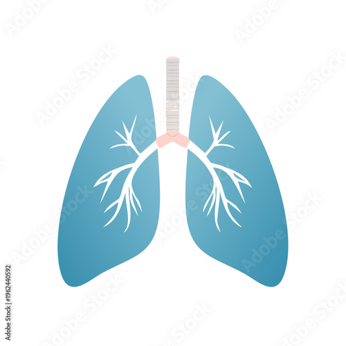 Stylized human lungs illustration with bronchi and trachea anatomical medical representation