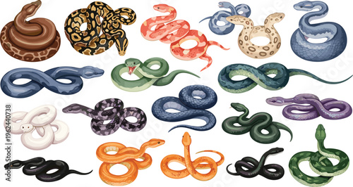 Colorful Snake Collection Vector Set with Various Species Coiled and Curled Reptile Characters for Wildlife Nature Illustration and Educational Design Projects