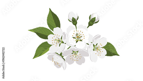 Beautiful cluster of fresh white blossoms with soft green leaves on a white background representing spring and nature.