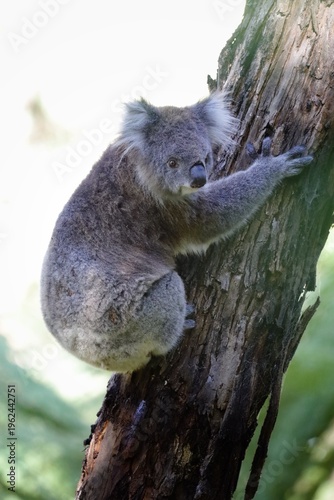 Photography Koala in Australia