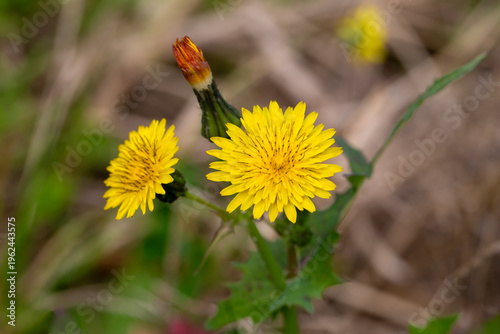 Slika na platnu Macro of Yellow Sow Thistle Sonchus Oleraceus Flower with Soft Bokeh Background