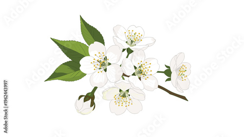 Beautiful white cherry blossoms on a leafy branch for spring nature illustrations, botanical designs, and floral greeting card themes.