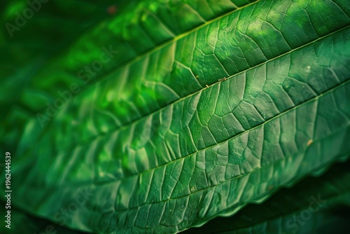 Close up of a vibrant green leaf revealing its intricate vein structure, creating a captivating display of natural patterns
