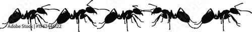 Black ant silhouette row collection with various crawling positions for nature wildlife biology education pest control garden environment and teamwork concept vector
