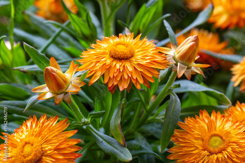 Vibrant Orange Strawflower ...