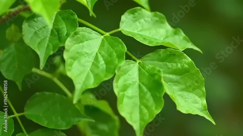 Green leaves on a tree branch 1.