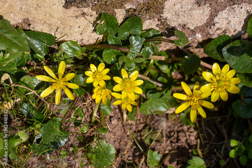 Yellow Lesser Celandine Fic...