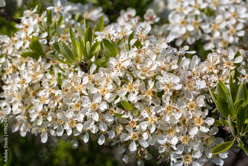 Dense White Flowers of Wild...
