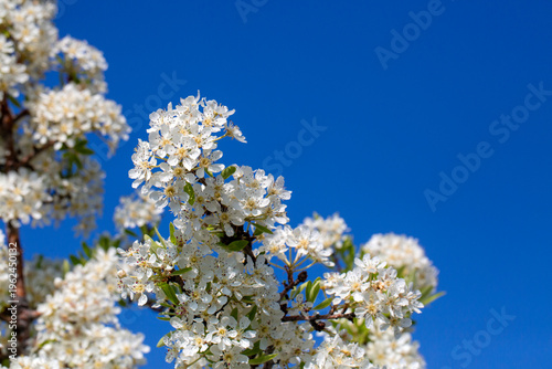 Blooming White Wild Pear Py...