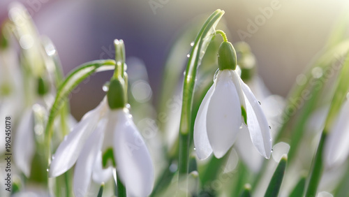 White snowdrops flower in sunny garden . Easter background.