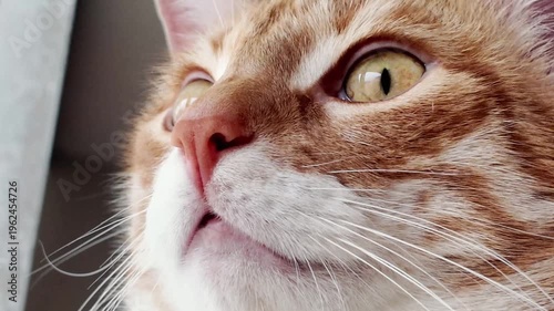 close up of cats eye, the eye of the cat closing and opening