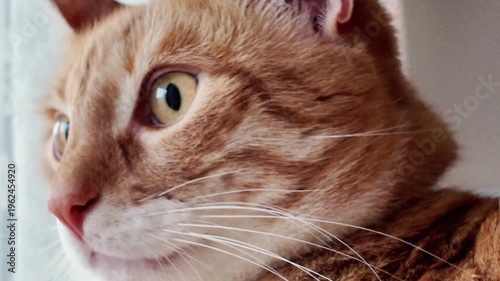 close up of cats eye, the eye of the cat closing and opening