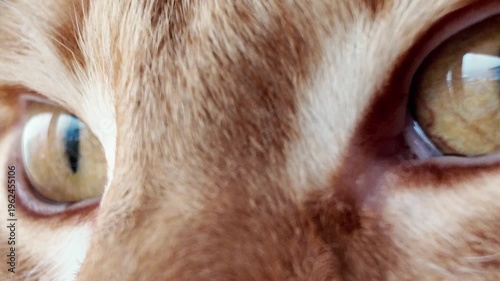 close up of cats eye, the eye of the cat closing and opening