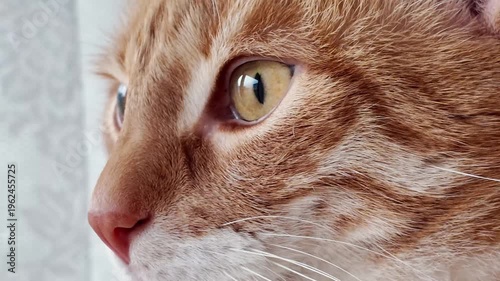 close up of cats eye, the eye of the cat closing and opening