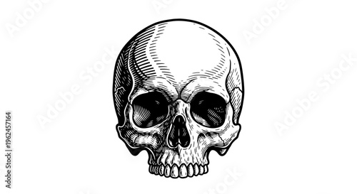 A detailed illustration of a human skull.