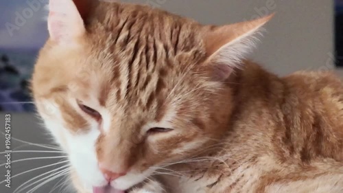 close up of cats eye, the eye of the cat closing and opening