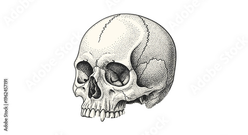 A detailed illustration of a human skull.