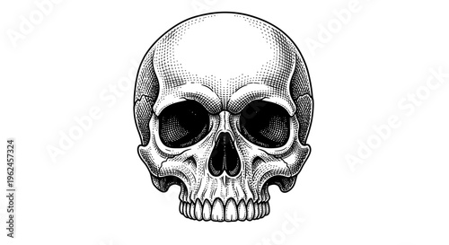 A detailed illustration of a human skull.