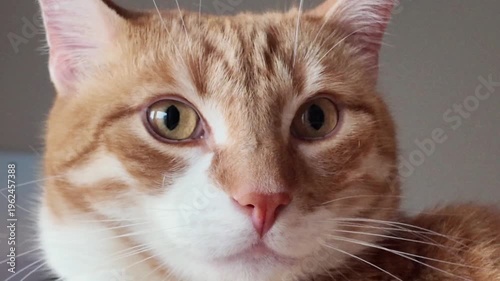 close up of cats eye, the eye of the cat closing and opening