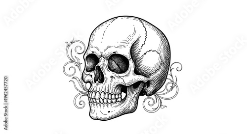 A detailed illustration of a human skull.
