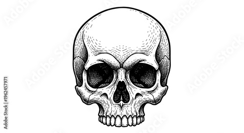 A detailed illustration of a human skull.